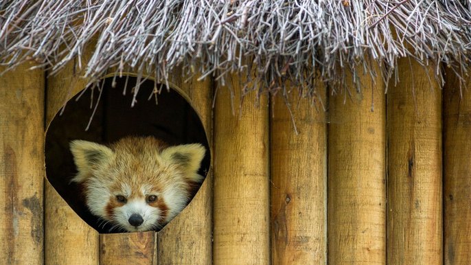 Dzień Pandy Małej w ZOO Dzień Pandy Małej w ZOO - fot. z arch. UMŁ