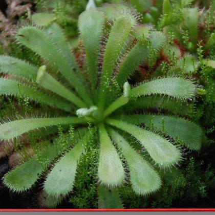 Rosiczka Alicji Drosera aliciae , Marcin Garbaczewski