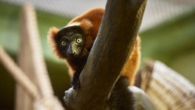 Nowe pomieszczenia małpiarni mają aranżację przypominającą naturalne warunki, w których przebywają zwierzęta Nowe pomieszczenia małpiarni mają aranżację przypominającą naturalne warunki, w których przebywają zwierzęta - Fot. Radosław Jóźwiak / UMŁ