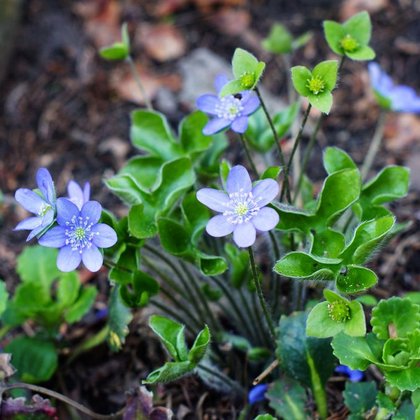 Przylaszczka pospolita (Hepatica nobilis Schreb.) , K. Biadasiewicz