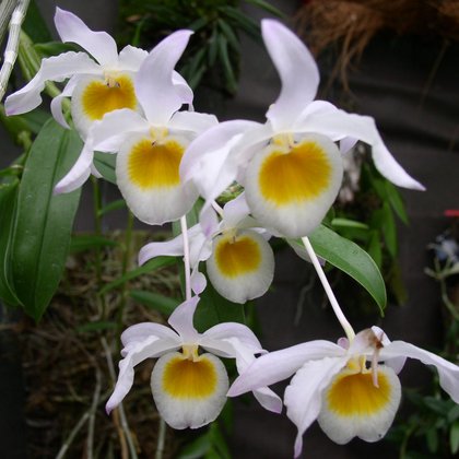 Dendrobium findleyanum, Marcin Garbaczewski
