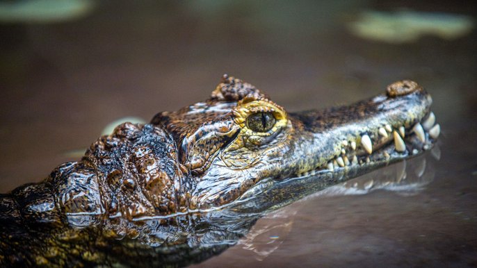 Najstarszy mieszkaniec łódzkiego Zoo - prawie 50-letni kajman - zaprasza do odnowionego Wiwarium Najstarszy mieszkaniec łódzkiego Zoo - prawie 50-letni kajman - zaprasza do odnowionego Wiwarium