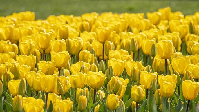 Tulipany w Ogrodzie Botanicznym Tulipany w Ogrodzie Botanicznym