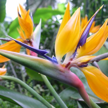 Strelicja Królewska Strelitzia reginae , Maarcin Garbaczewski