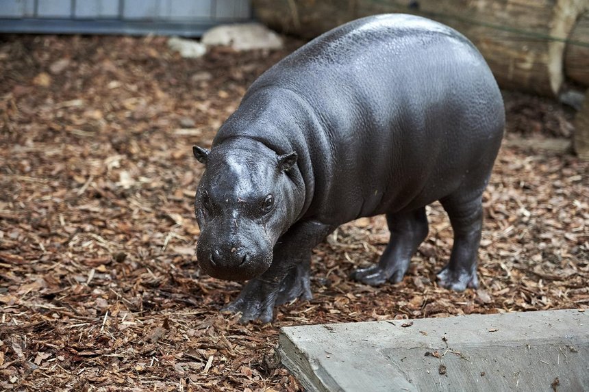 Randka w ciemno w łódzkim ZOO. Samica hipopotama karłowatego zamieszkała w łódzkim ogrodzie zoologicznym fot. Radosław Jóźwiak / mat. UMŁ