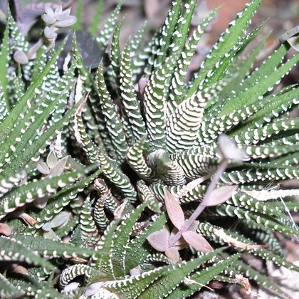  Haworsja pasiasta Haworthia fasciata 'Concolor', Haworsja pasiasta Haworthia fasciata 'Concolor'