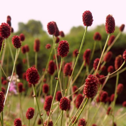 Krwiściąg lekarski (Sanguisorba officinalis L.) , K. Biadasiewicz