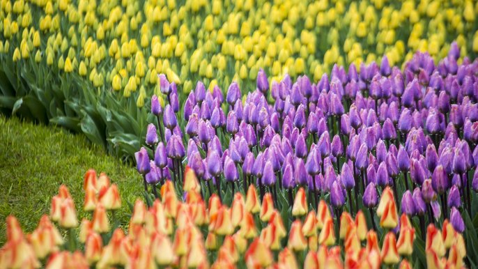 Tulipany w Ogrodzie Botanicznym w Łodzi - fot. Stefan Brajter / UMŁ