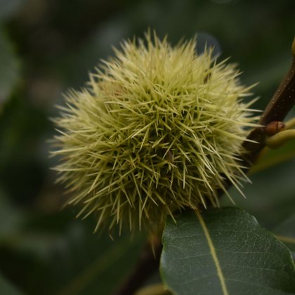 Kasztan jadalny (Castanea sativa) fot. A. Bednarek-Reszka