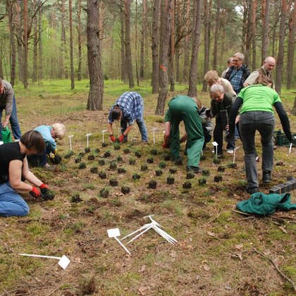 Sadzenie goździka sinego (Diantus gratianopolitanus Vill.) na stanowisku naturalnym