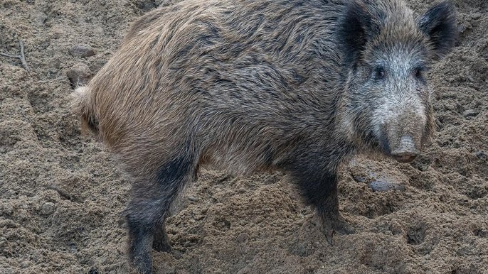 Łodzianie co roku podczas głosowania w Budżecie Obywatelskim wspierają Ośrodek Rehabilitacji Dzikich Zwierząt – do tej pory wygrało aż pięć projektów. Łodzianie co roku podczas głosowania w Budżecie Obywatelskim wspierają Ośrodek Rehabilitacji Dzikich Zwierząt – do tej pory wygrało aż pięć projektów.