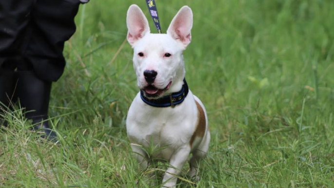 Boston https://schronisko-lodz.pl/index.php?p=adopcje_v2&a=view_details&id=35091 Boston https://schronisko-lodz.pl/index.php?p=adopcje_v2&a=view_details&id=35091