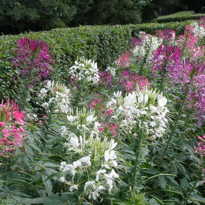 Kleome ciernista (Cleome spinosa Jacq.) , K. Biadasiewicz