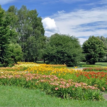Liliowce (Hemerocallis), dział Arboretum, M.Jakubowski
