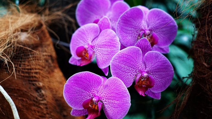 Phalaenopsis hyb. - K. Kolasińska