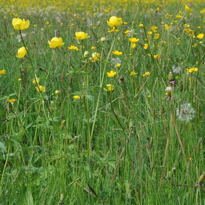 Pełnik europejski (Trollius europaeus L.)