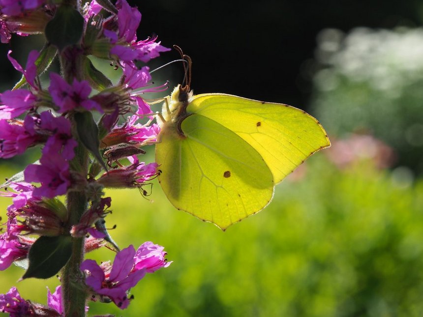 Akademia Różnorodności Ogrodu Botanicznego w Łodzi 2024