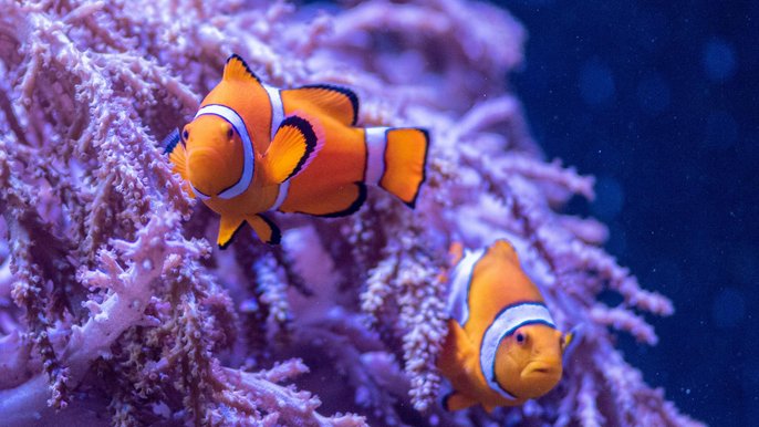 Błazenek (Amphiprion ocellaris) - fot. ZOO