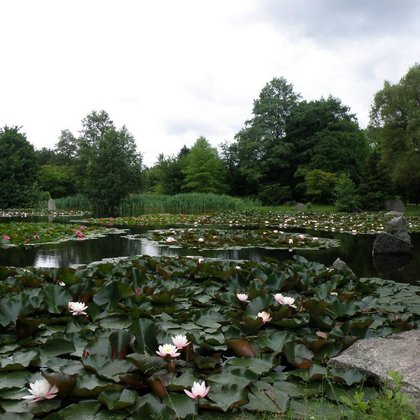 Ogród Japoński , K. Biadasiewicz