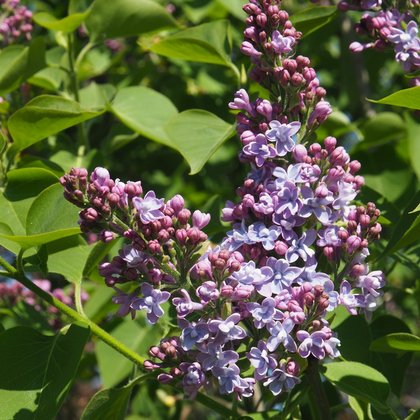 Lilak pospolity (Syringa vulgaris L.)