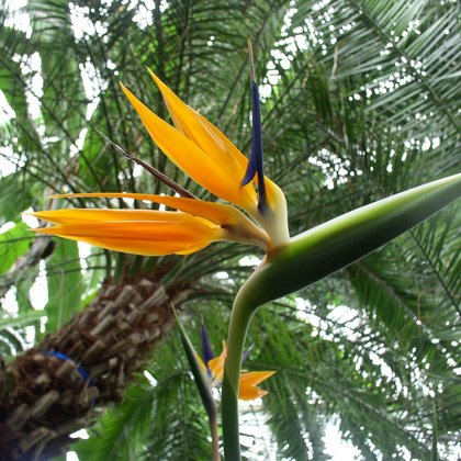 Strelicja królewska Strelitzia reginae, Marcin Garbaczewski