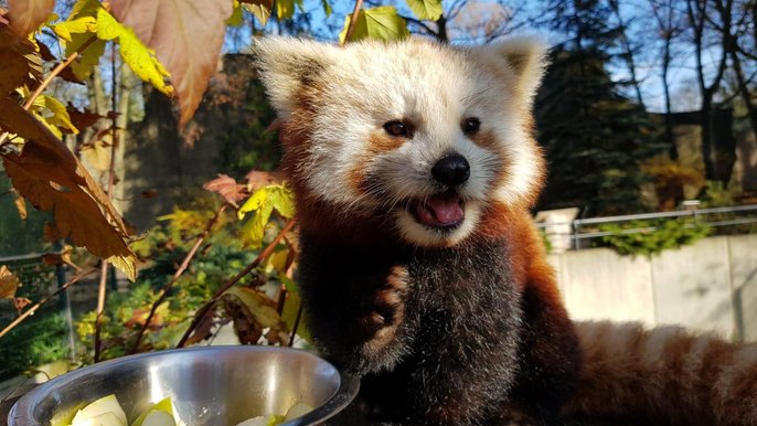 Panda ruda Panda ruda
