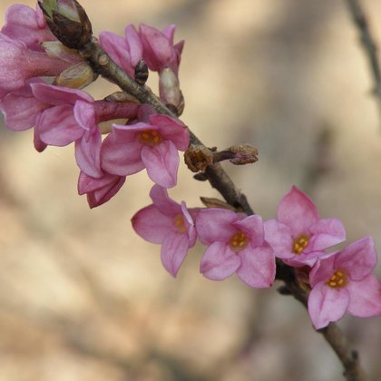 Wawrzynek wilczełyko (Daphne mezereum L.) , K. Biadasiewicz