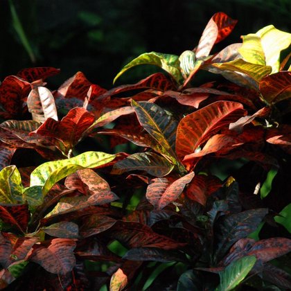 Kroton, trójskrzyn pstry 'Petra' Codiaeum variegatum 'Petra', Marcin Garbaczewski