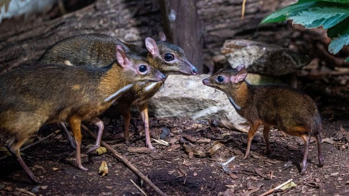 Rodzina myszojeleni w łódzkim zoo Rodzina myszojeleni w łódzkim zoo