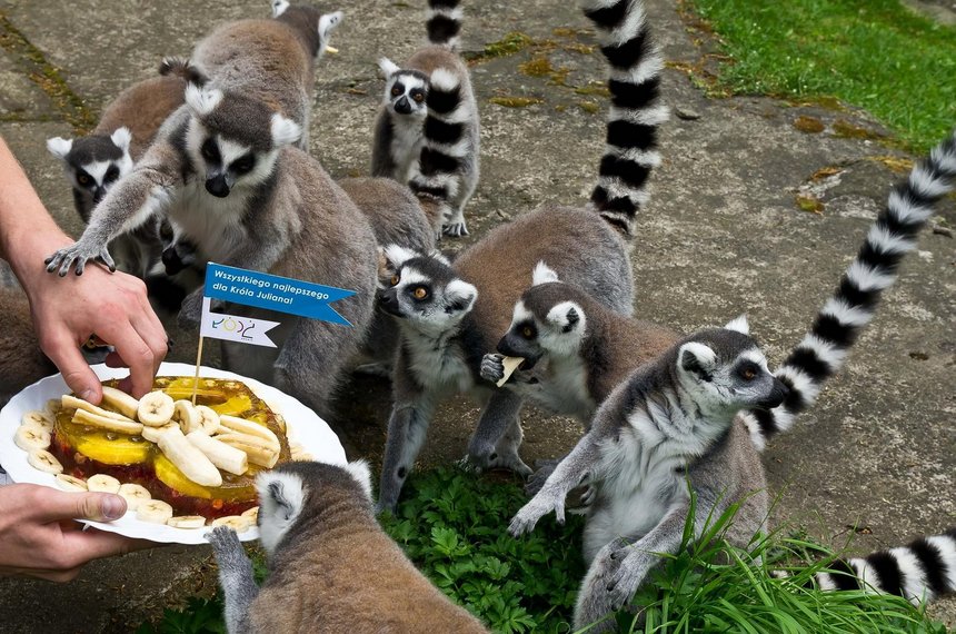 Lemur Julian z okazji swoich imienin otrzymał tort z owoców i galaretki fot. Andrzej Janecki / UMŁ