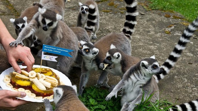 Lemur Julian z okazji swoich imienin otrzymał tort z owoców i galaretki Lemur Julian z okazji swoich imienin otrzymał tort z owoców i galaretki - fot. Andrzej Janecki / UMŁ