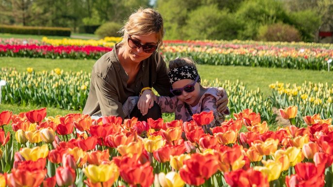 64 tysiące tulipanów w Ogrodzie Botanicznym. Wyjątkowa kolekcja kwiatów w prawie 50 odmianach zaczyna kwitnąć i tworzyć kolorową wystawę 64 tysiące tulipanów w Ogrodzie Botanicznym. Wyjątkowa kolekcja kwiatów w prawie 50 odmianach zaczyna kwitnąć i tworzyć kolorową wystawę - fot. Stefan Brajter / UMŁ