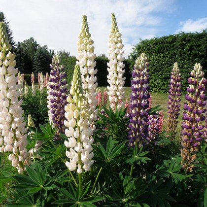 Odmiany ogrodowe łubinu trwałego (Lupinus polyphyllus Lindl.) , K. Biadasiewicz