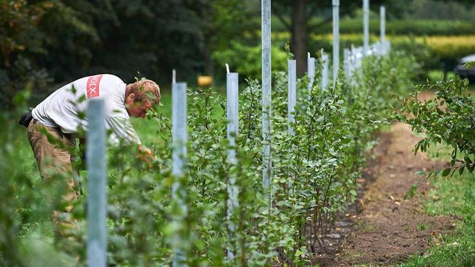 Tworzenie labiryntu z żywopłotu Tworzenie labiryntu z żywopłotu - mat. UMŁ