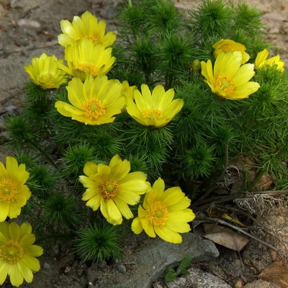 Miłek wiosenny (Adonis vernalis L.) , K. Biadasiewicz