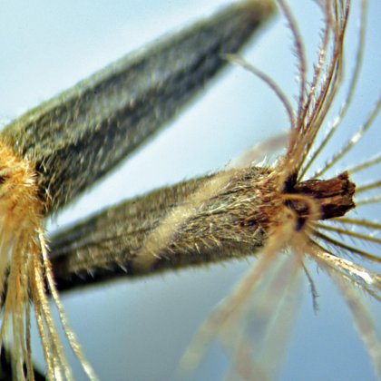 Liatra (Liatris), M. Jakubowski