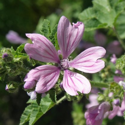 Ślaz zaniedbany (Malva neglecta Wallr.) , K. Biadasiewicz