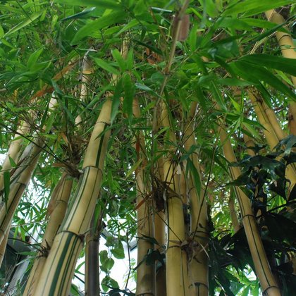 Bambus zwyczajny Bambusa vulgaris , Marcin Garbaqczewski