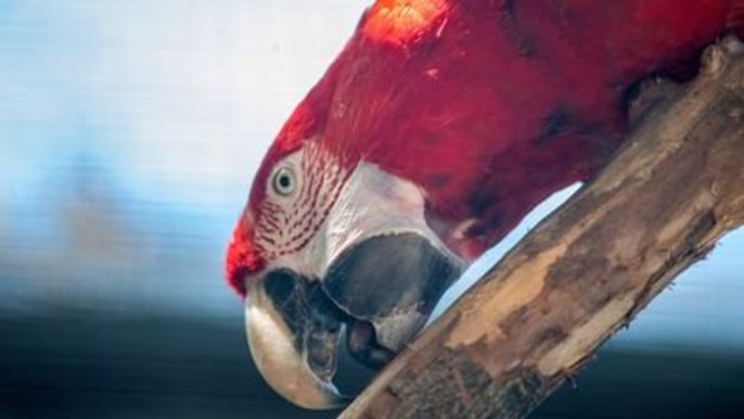 Spośród zwierząt z łódzkiego zoo zabawkami najchętniej bawią się papugi Spośród zwierząt z łódzkiego zoo zabawkami najchętniej bawią się papugi - fot. ZOO