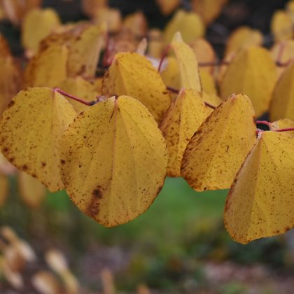 Grujecznik japoński (Cercidiphyllum japonicum) fot. A. Bednarek-Reszka
