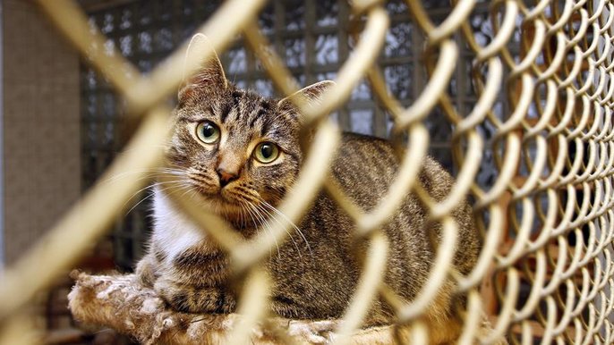 Od 18 maja będzie można znów adoptować zwierzę z łódzkiego Schroniska dla Zwierząt. Od 18 maja będzie można znów adoptować zwierzę z łódzkiego Schroniska dla Zwierząt. - fot. Archiwum UMŁ