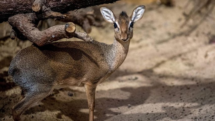 Dikdik Dikdik