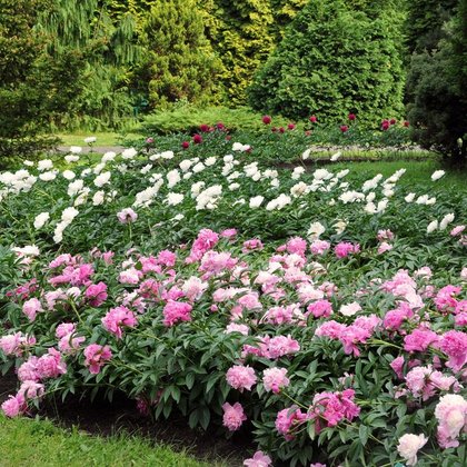 Kolekcja piwonii (Paeonia), dział Roślin Ozdobnych