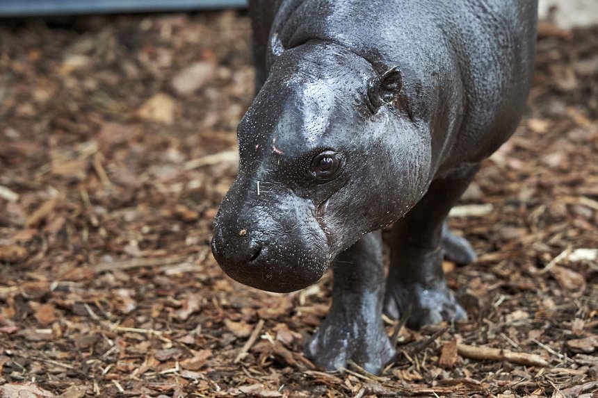 Randka w ciemno w łódzkim ZOO. Samica hipopotama karłowatego zamieszkała w łódzkim ogrodzie zoologicznym fot. Radosław Jóźwiak / mat. UMŁ