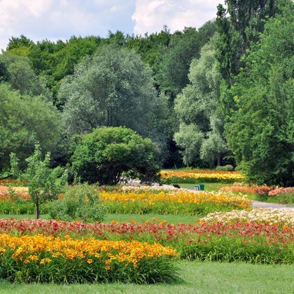 Kolecja liliowców (Hemerocallis), dział Arboretum, M. Jakubowski