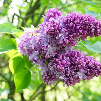 Lilak (Syringa) , K. Biadasiewicz