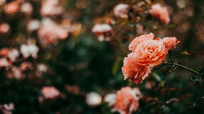 Na terenie Ogrodu Botanicznego rozpocznie się budowa ogrodu różanego Na terenie Ogrodu Botanicznego rozpocznie się budowa ogrodu różanego - fot. CC0 license