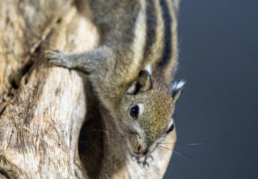 Zoo w Łodzi - smugowce chińskie mat. prasowe