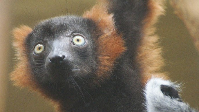 Eco, lemur wari z łódzkiego ZOO Eco, lemur wari z łódzkiego ZOO - fot. mat. pras.