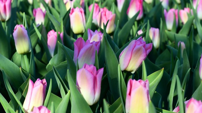 Tulipany - fot. K. Kolasińska
